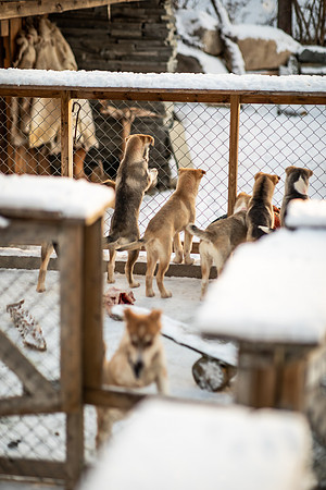 20211107_Engholm Husky-6891