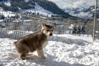20181220_huskypuppies-9300