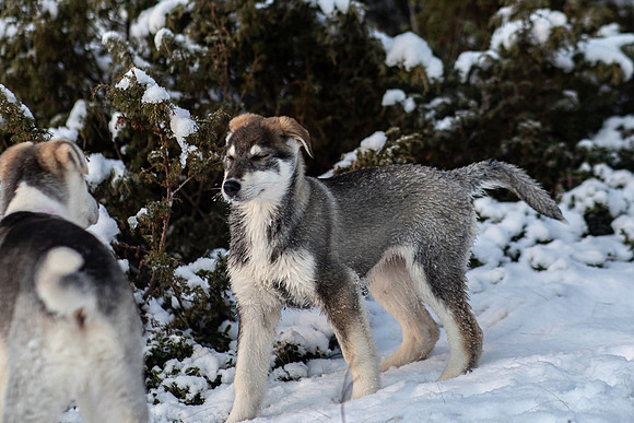20211107_Engholm Husky-7338