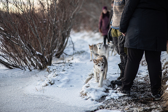 20211107_Engholm Husky-7310