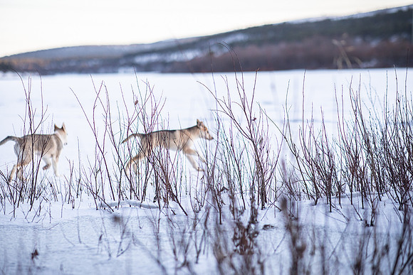 20211107_Engholm Husky-7313