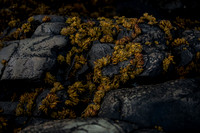 20260317_Isbreen-4350-low-res-2019-2