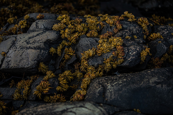 20260317_Isbreen-4350-low-res-2019-2
