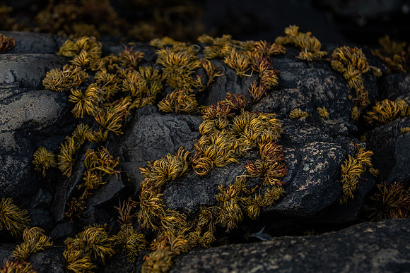 20260317_Isbreen-4350-low-res-2019-3