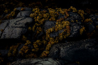 20260317_Isbreen-4350