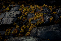 20260317_Isbreen-4350