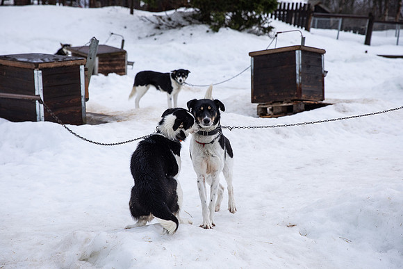 20260319_KILGORE DOG SLEDDING-5685