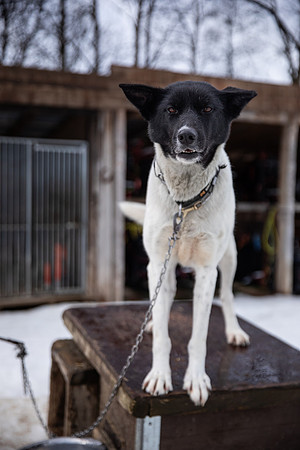 20260319_KILGORE DOG SLEDDING-5693