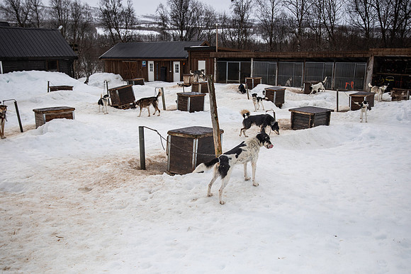 20260319_KILGORE DOG SLEDDING-5709