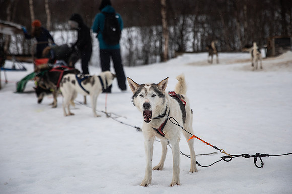 20260319_KILGORE DOG SLEDDING-5715