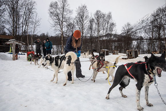 20260319_KILGORE DOG SLEDDING-5724