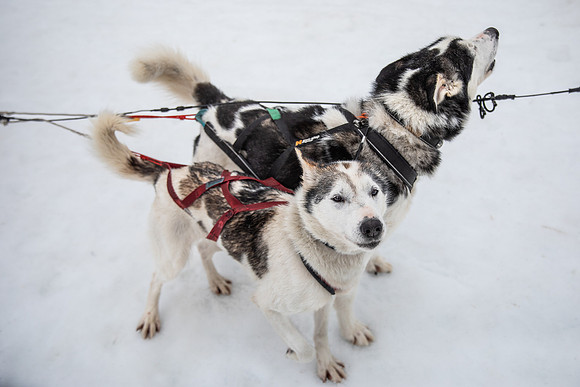 20260319_KILGORE DOG SLEDDING-5740