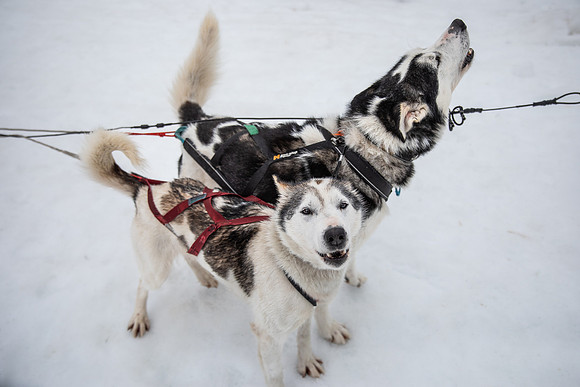 20260319_KILGORE DOG SLEDDING-5741