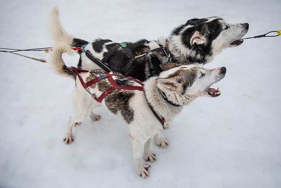 20260319_KILGORE DOG SLEDDING-5742