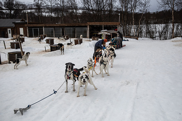 20260319_KILGORE DOG SLEDDING-5765