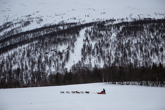 20260319_KILGORE DOG SLEDDING-5804