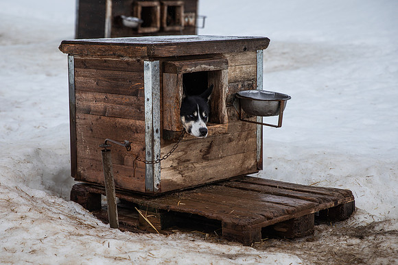 20260319_KILGORE DOG SLEDDING-5813