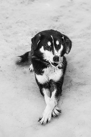 20260319_KILGORE DOG SLEDDING-5814