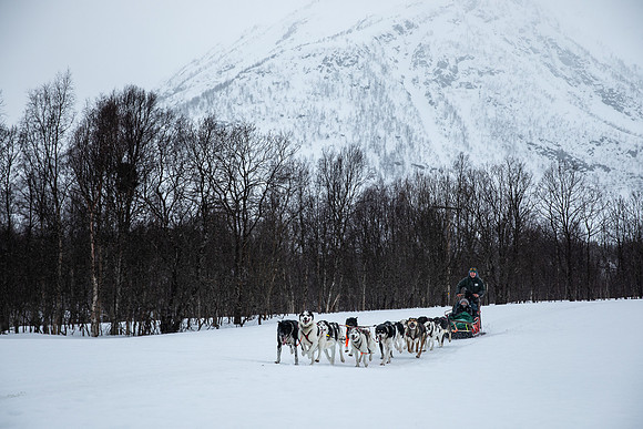 20260319_KILGORE DOG SLEDDING-5824