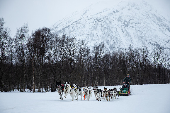 20260319_KILGORE DOG SLEDDING-5826