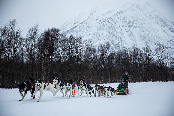 20260319_KILGORE DOG SLEDDING-5828