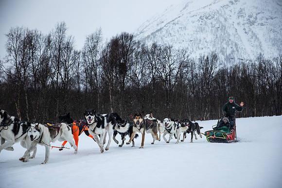 20260319_KILGORE DOG SLEDDING-5831