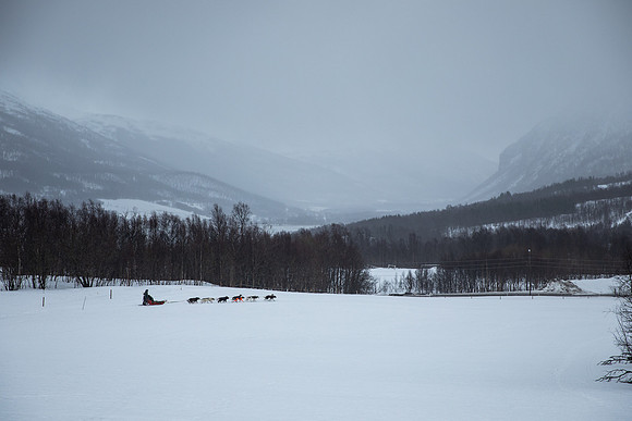 20260319_KILGORE DOG SLEDDING-5849
