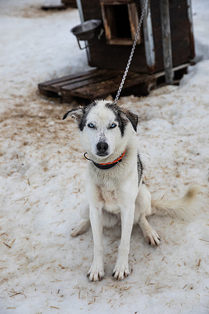 20260319_KILGORE DOG SLEDDING-5916