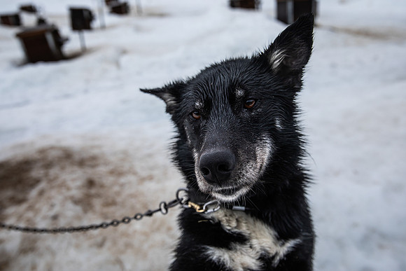 20260319_KILGORE DOG SLEDDING-5918