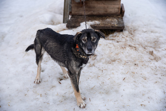 20260319_KILGORE DOG SLEDDING-5669