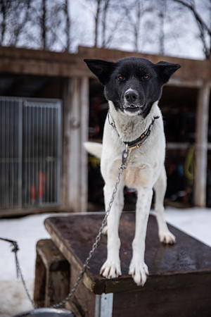 20260319_KILGORE DOG SLEDDING-5693