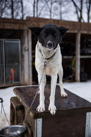 20260319_KILGORE DOG SLEDDING-5694