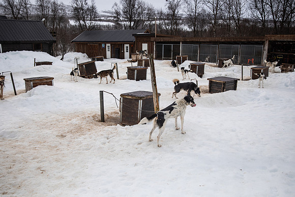 20260319_KILGORE DOG SLEDDING-5709