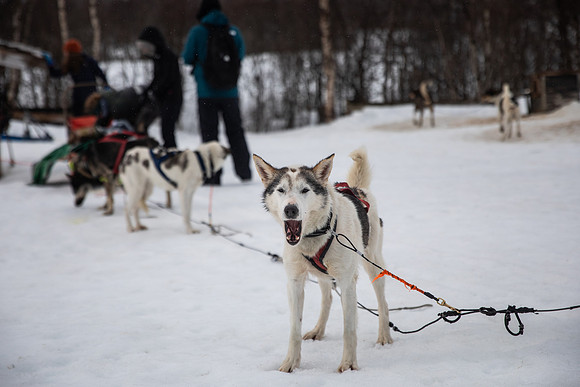 20260319_KILGORE DOG SLEDDING-5715