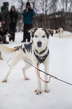 20260319_KILGORE DOG SLEDDING-5736