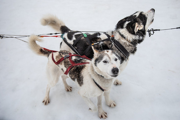 20260319_KILGORE DOG SLEDDING-5740