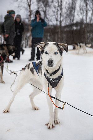 20260319_KILGORE DOG SLEDDING-5738