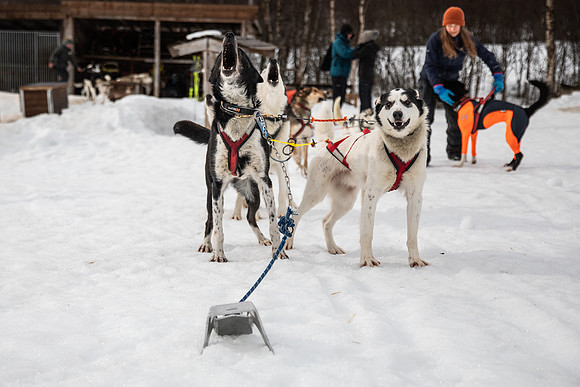 20260319_KILGORE DOG SLEDDING-5750