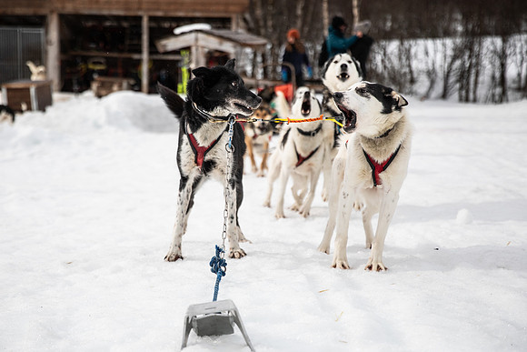 20260319_KILGORE DOG SLEDDING-5748