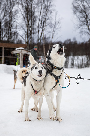 20260319_KILGORE DOG SLEDDING-5744