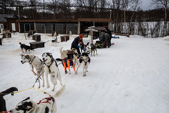 20260319_KILGORE DOG SLEDDING-5758