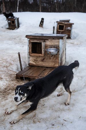 20260319_KILGORE DOG SLEDDING-5811