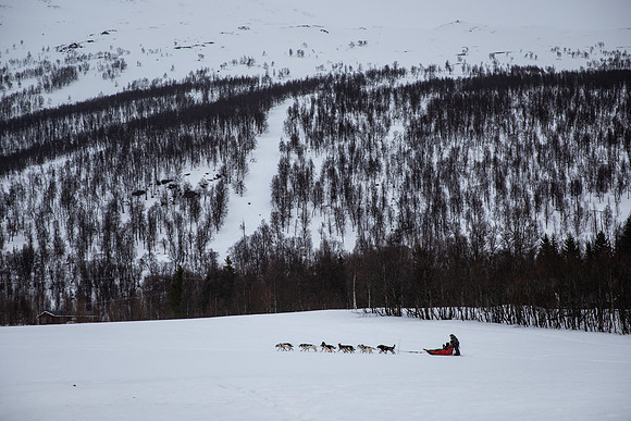 20260319_KILGORE DOG SLEDDING-5798