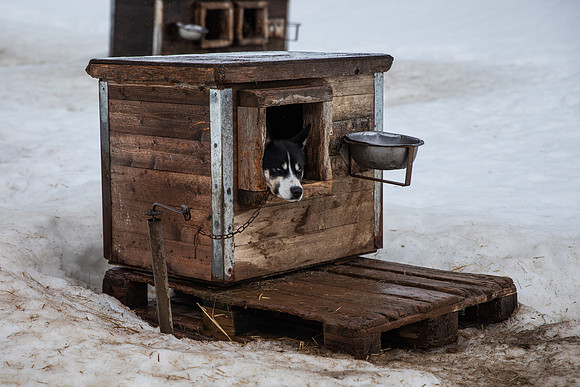 20260319_KILGORE DOG SLEDDING-5813
