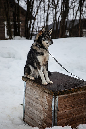 20260319_KILGORE DOG SLEDDING-5815