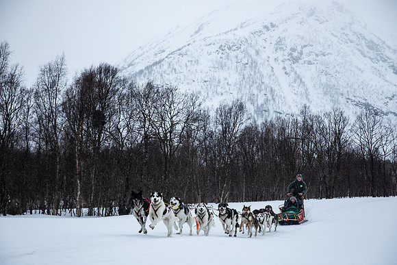 20260319_KILGORE DOG SLEDDING-5826