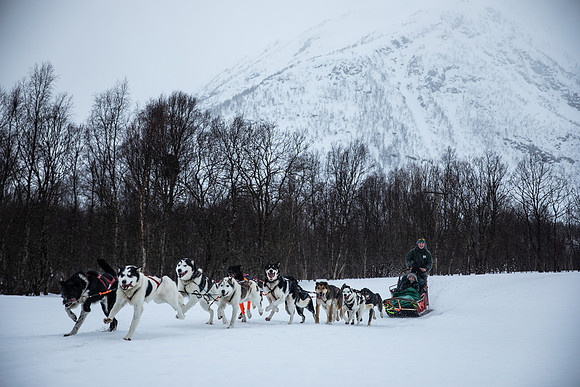 20260319_KILGORE DOG SLEDDING-5828