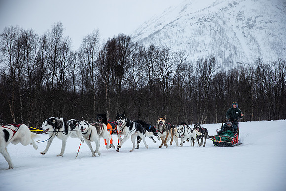20260319_KILGORE DOG SLEDDING-5830