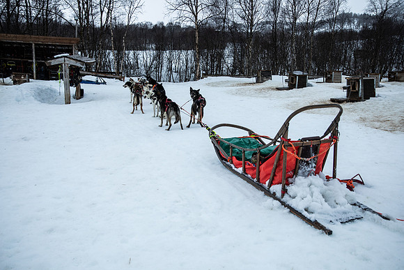 20260319_KILGORE DOG SLEDDING-5876