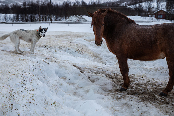 20260319_KILGORE DOG SLEDDING-5912